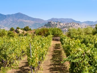 Vini siciliani: un vigneto siciliano nel territorio dell’Etna.