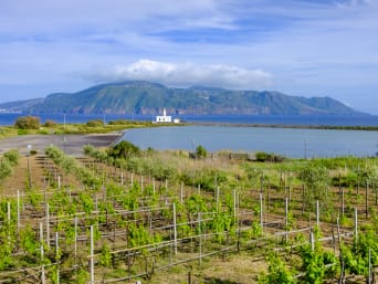 Vitigni bianchi Sicilia: panorama di un vitigno a faro di Lingua all’isola di Salina.