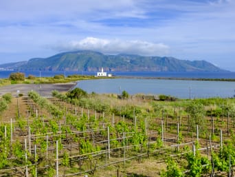 Vitigni bianchi Sicilia: panorama di un vitigno a faro di Lingua all’isola di Salina. Vitigni bianchi Sicilia: panorama di un vitigno a faro di Lingua all’isola di Salina.