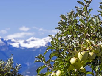 Specialità Trentino-Alto Adige e prodotti tipici trentini: mele della Val di Non con lo sfondo del paesaggio alpino.
