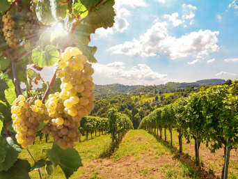 Vini del Veneto: primo piano di grappoli d’uva bianca in un vitigno veneto.