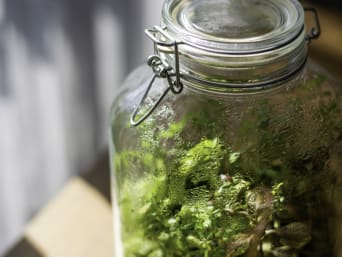 Wasserkreislauf Wald – Pflanzen in einem Glas erzeugen einen Wasserkreislauf.