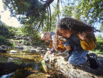 Kinder im Wald Spiele – Kinder erkunden die Pflanzen und Tiere an einem Bach.