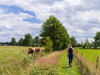 Klompenpad: Vrouw loopt tussen de koeien door op een Klompenpad. Klompenpad: Vrouw loopt tussen de koeien door op een Klompenpad.