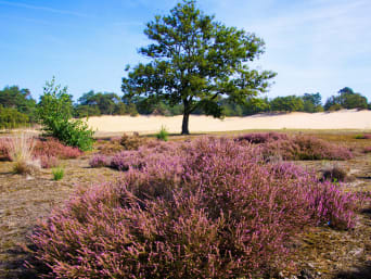 Hertogenpad wandelen – De Loonse en Drunense Duinen.