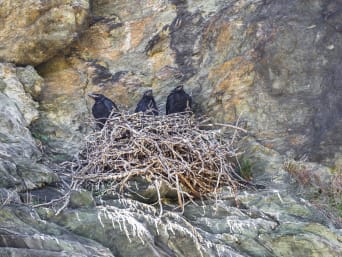 Chroń zwierzęta w okresie lęgowym – trzy młode kruki siedzą na skale.