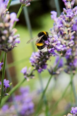 Un jardin favorable aux insectes et aux abeilles