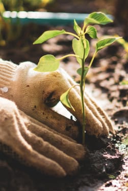 Le jardinage pour les débutants