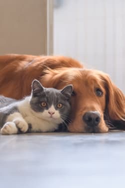 Haustiere als Familienmitglied