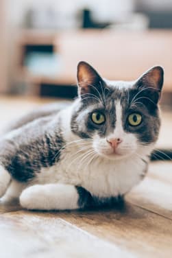 Tips voor het houden van katten – Info over de huiskat