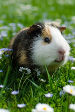 Kleine dieren als huisdieren: info, kosten en voorbereiding