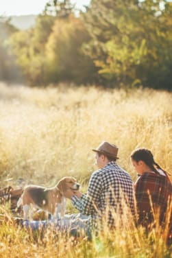 Organizzare le vacanze con un animale domestico