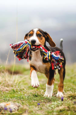 Erste Schritte mit einem neuen Hund