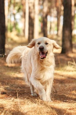 Guía de consejos para el primer perro