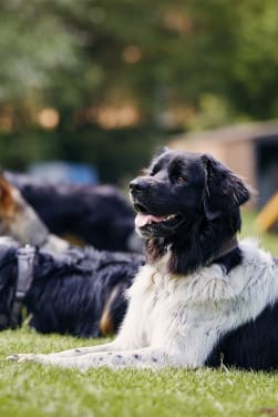 Quel chien est fait pour moi ?