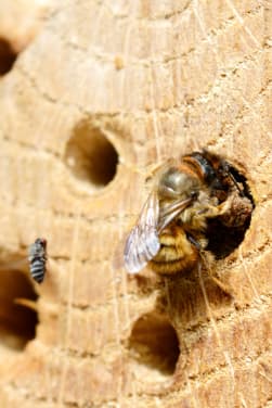 Un hôtel à insectes