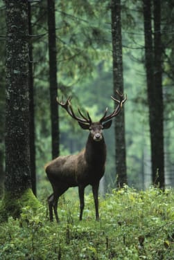 Cómo actuar ante un animal salvaje