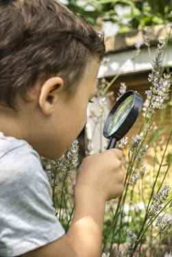 Observer les animaux et insectes dans son jardin