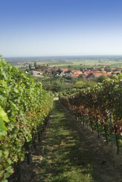 Weinregion Pfalz