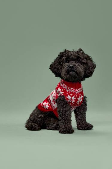 Unisex - Mini Me - kerstcape voor honden - met patroon - rood