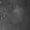 negro (1)