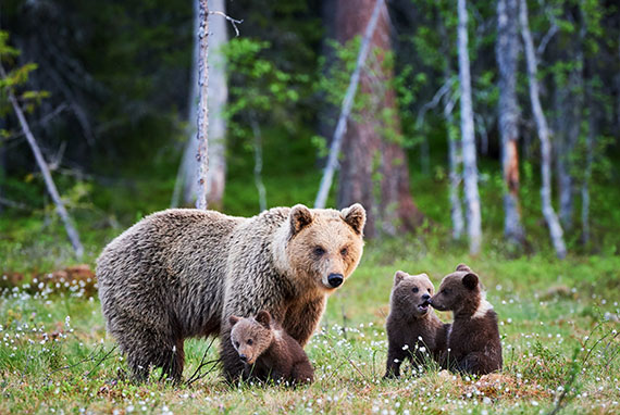 Niedźwiedzie występują w Polsce w Tatrach i Bieszczadach