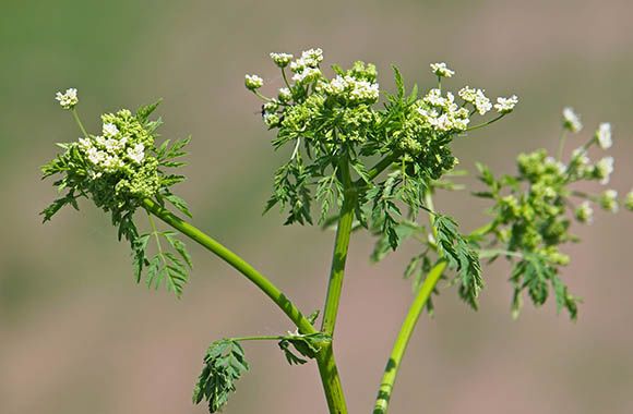 Gevlekte scheerling met witte bloemen. Gevlekte scheerling met witte bloemen.
