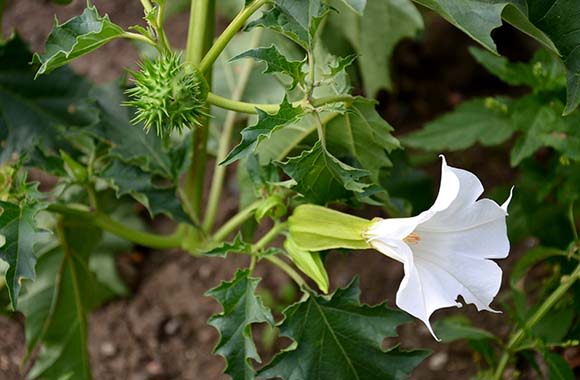 Doornappel met vrucht en witte bloem. Doornappel met vrucht en witte bloem.