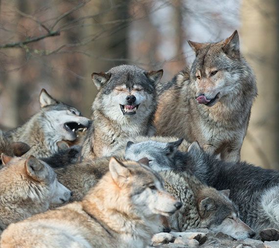 Una manada de lobos de cerca Una manada de lobos de cerca
