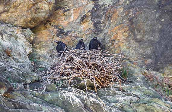 Drei junge Kolkraben sitzen auf einem Felsen in ihrem Nest Drei junge Kolkraben sitzen auf einem Felsen in ihrem Nest
