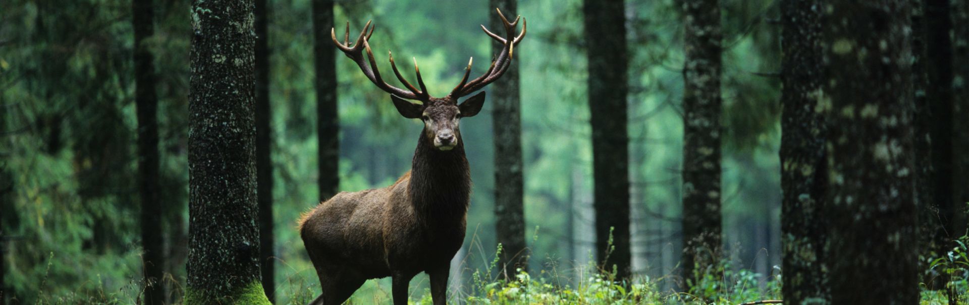 Resultado de imagen para animales salvajes 