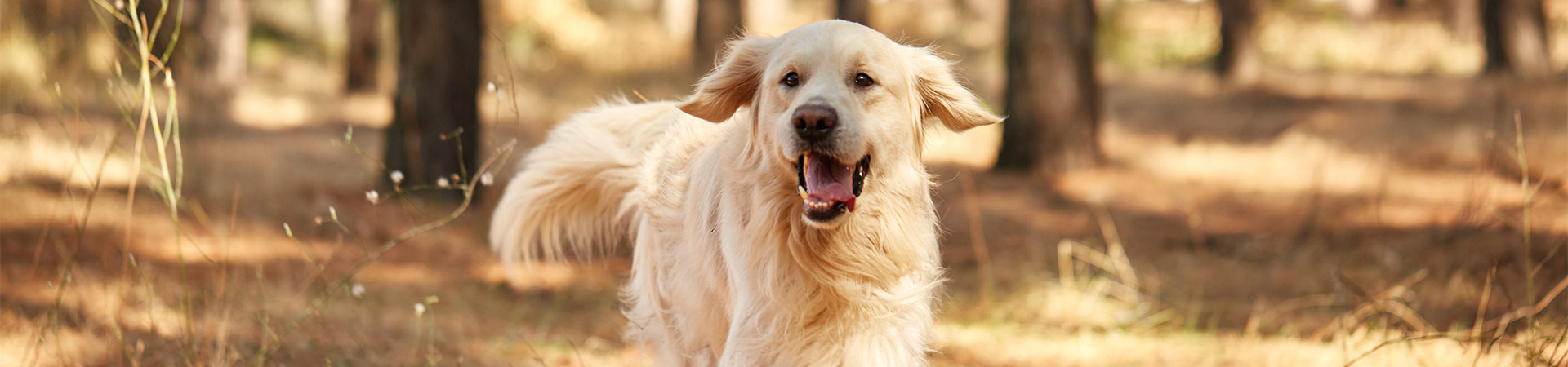 Recomendaciones básicas para el cuidado de perros: un perro corre libre por un bosque.