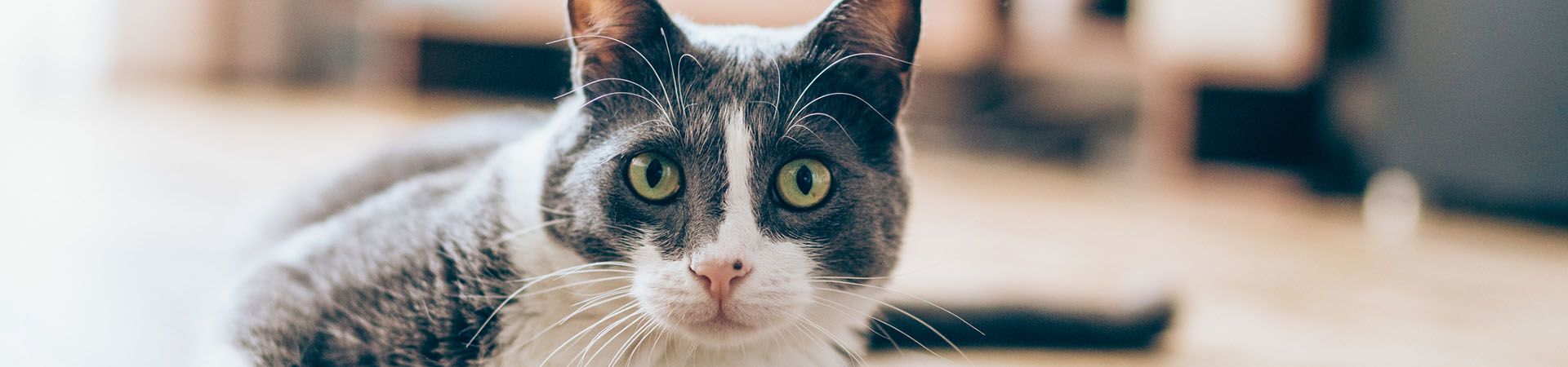 Katten houden – Huiskat ligt op de parketvloer.