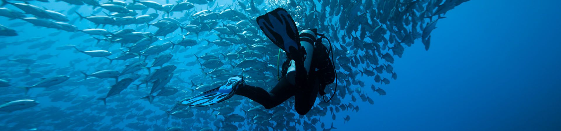 Immersioni – La scoperta del mondo marino.