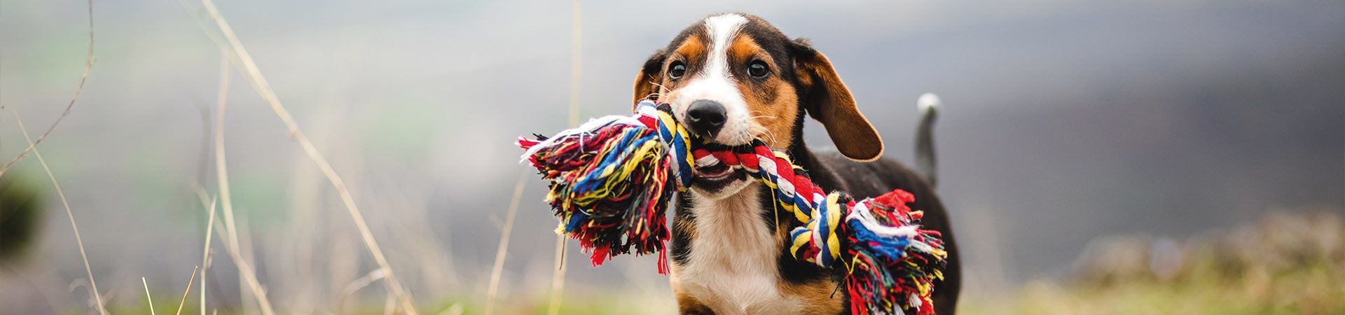 Welpen eingewöhnen: Junger Hund mit einem Spieltau.