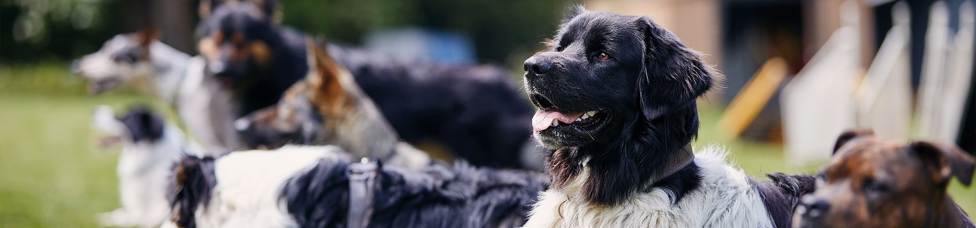 Welcher Hund passt zu mir – verschiedene Hunderassen beim Training.