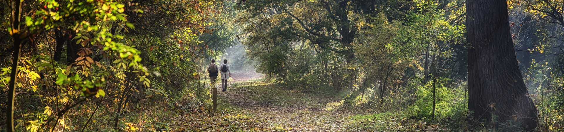 Wandelen in België - Een wandeling in het bos op een mooie zonnige dag.