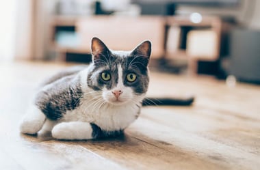 Wszystko o kotach domowych - Poradnik dla właścicieli
