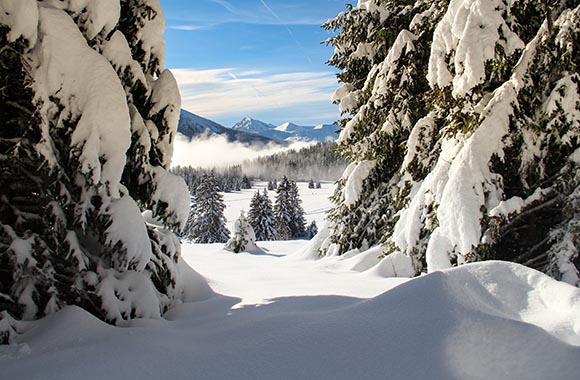 Des sapins enneigés à Chamrousse. Des sapins enneigés à Chamrousse.
