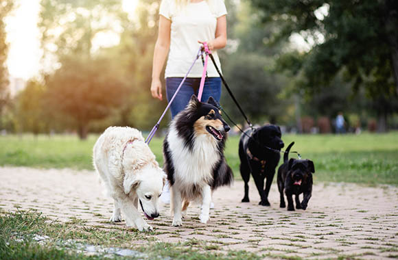 Une Pet sitter professionnelle promène des chiens en laisse Une Pet sitter professionnelle promène des chiens en laisse