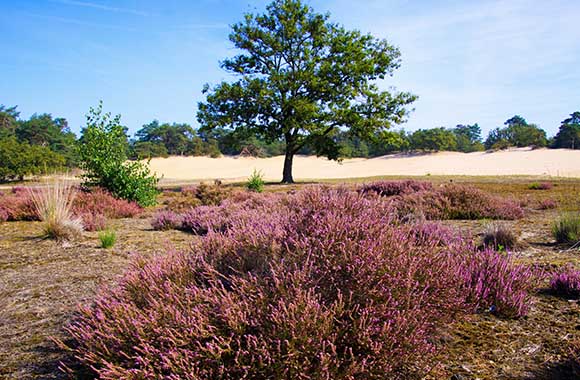 Hertogenpad wandelen – De Loonse en Drunense Duinen. Hertogenpad wandelen – De Loonse en Drunense Duinen.