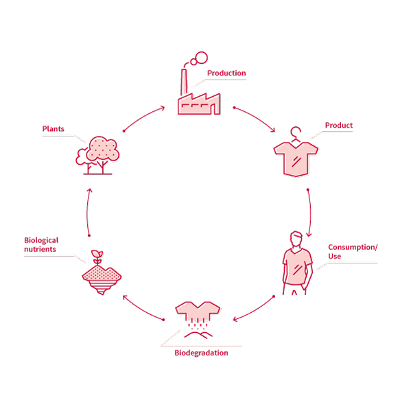 The biological cycle.