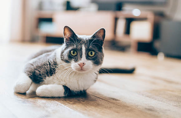 Kat als huisdier – Huiskat ligt op de parketvloer.
