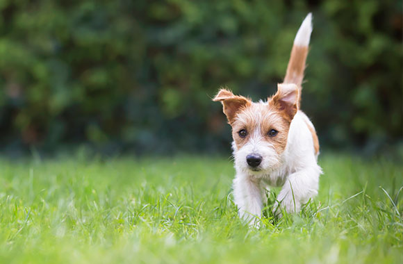 Un chien adopté en train de courir dans un jardin