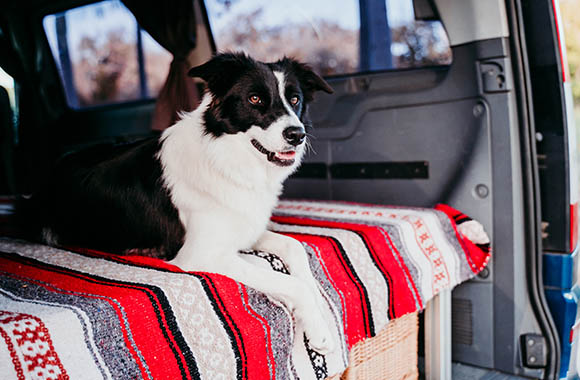 Hund schaut neugierig aus dem Kofferraum eines Autos. Hund schaut neugierig aus dem Kofferraum eines Autos.