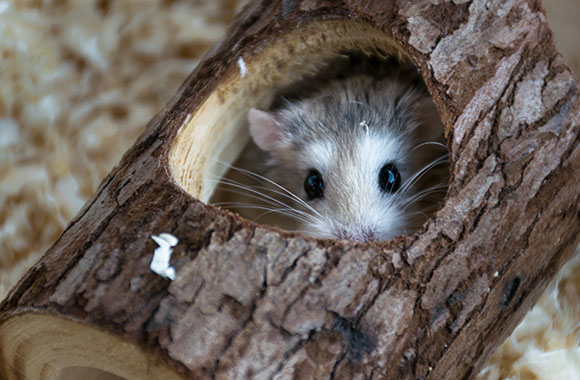 Un hamster se cache dans un rondin de bois