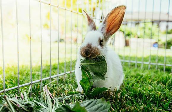 Un lapin dans une cage en train de manger une salade
