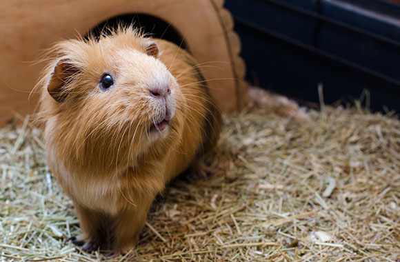 Un cochon d‘inde dans sa cage Un cochon d‘inde dans sa cage