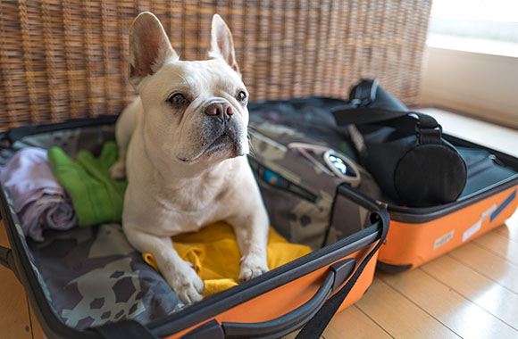 Un chien dans une valise avant le départ en vacances Un chien dans une valise avant le départ en vacances