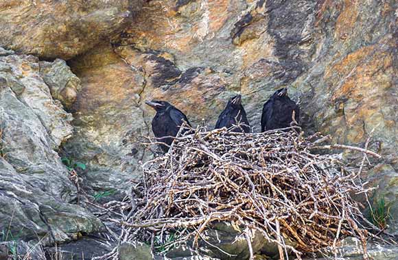 Chroń zwierzęta w okresie lęgowym – trzy młode kruki siedzą w gnieździe na skale.